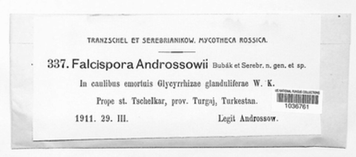 Selenophoma androssowii image